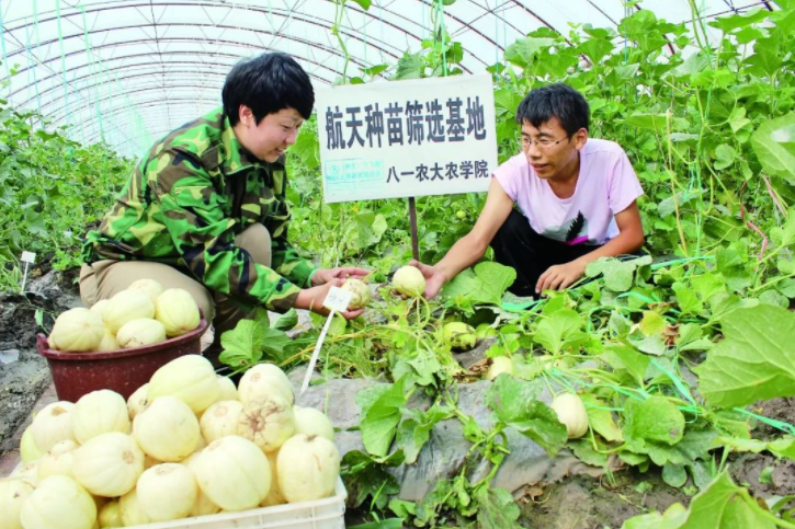 我国科学家培育油菜新品种，含油量达65.2%