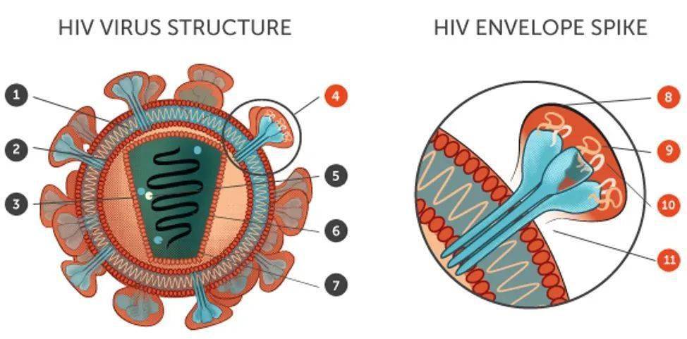 抗体的抗体？新研究发现艾滋病疫苗链式反应